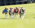 Dogobundi Basenji Th. Ernst (32)